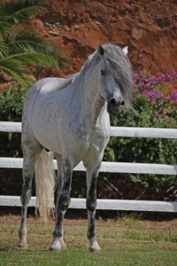 Berberký kůň