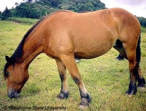 Bretaňský kůň 