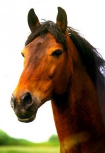 Connemarský kůň